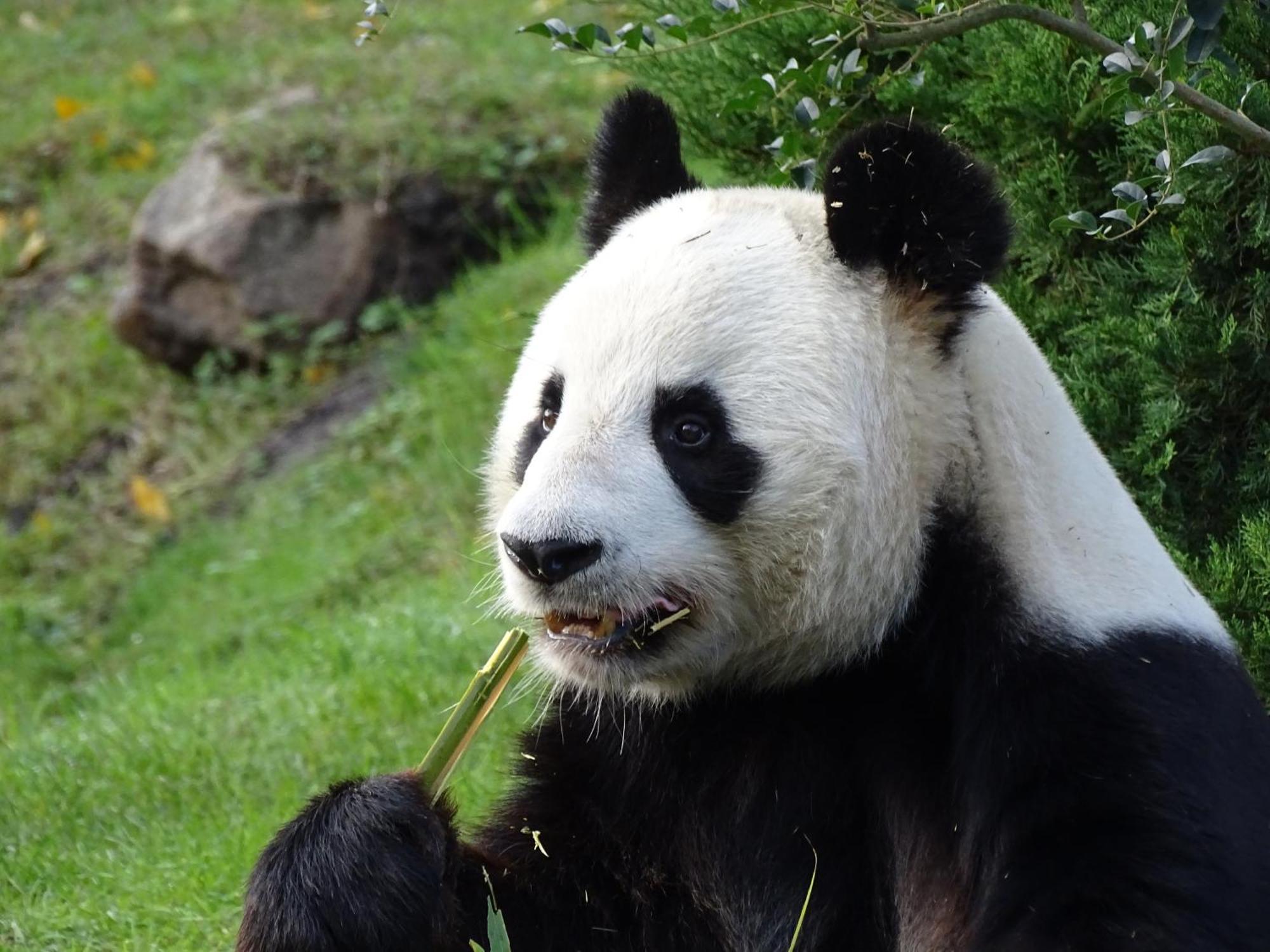 Trainefeuilles - Chambres D'Hotes Proche Zoo De Beauval Le Controis-en-Sologne Екстер'єр фото