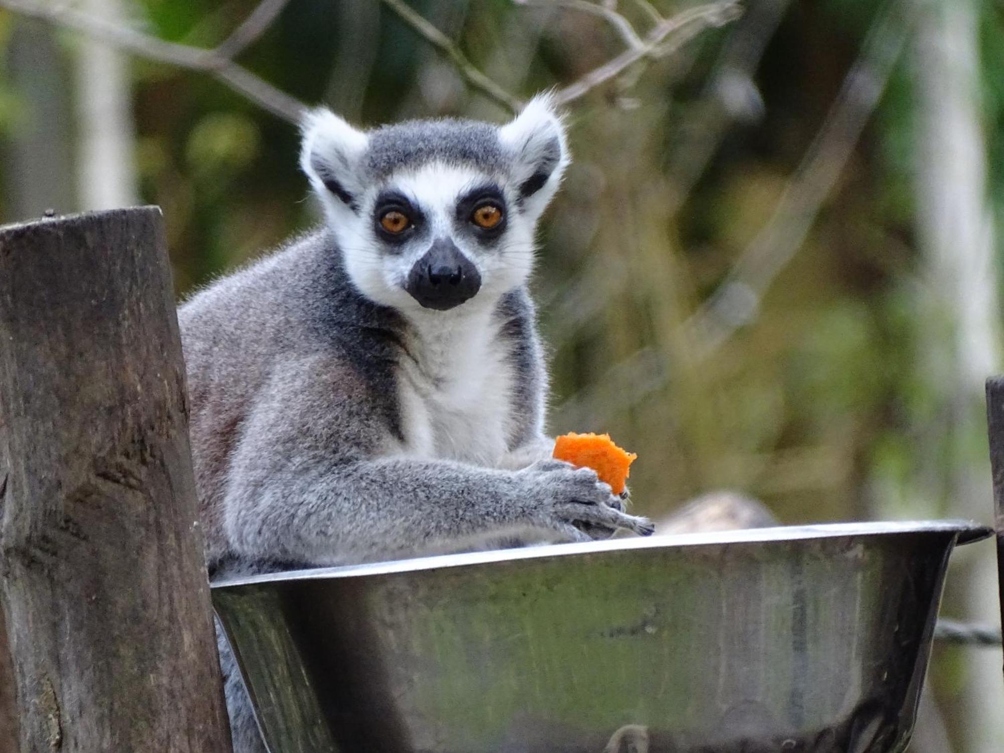 Trainefeuilles - Chambres D'Hotes Proche Zoo De Beauval Le Controis-en-Sologne Екстер'єр фото