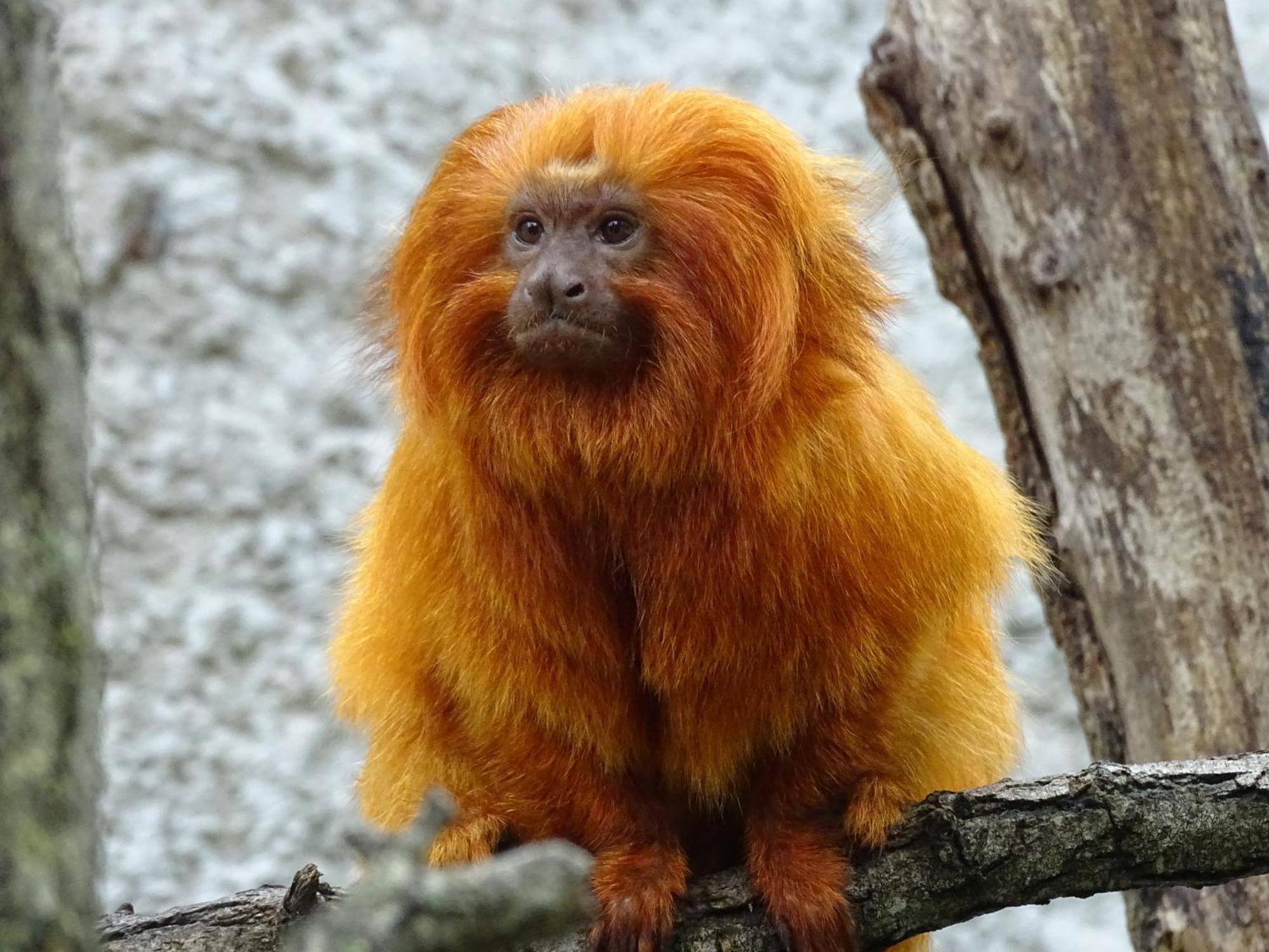 Trainefeuilles - Chambres D'Hotes Proche Zoo De Beauval Le Controis-en-Sologne Екстер'єр фото