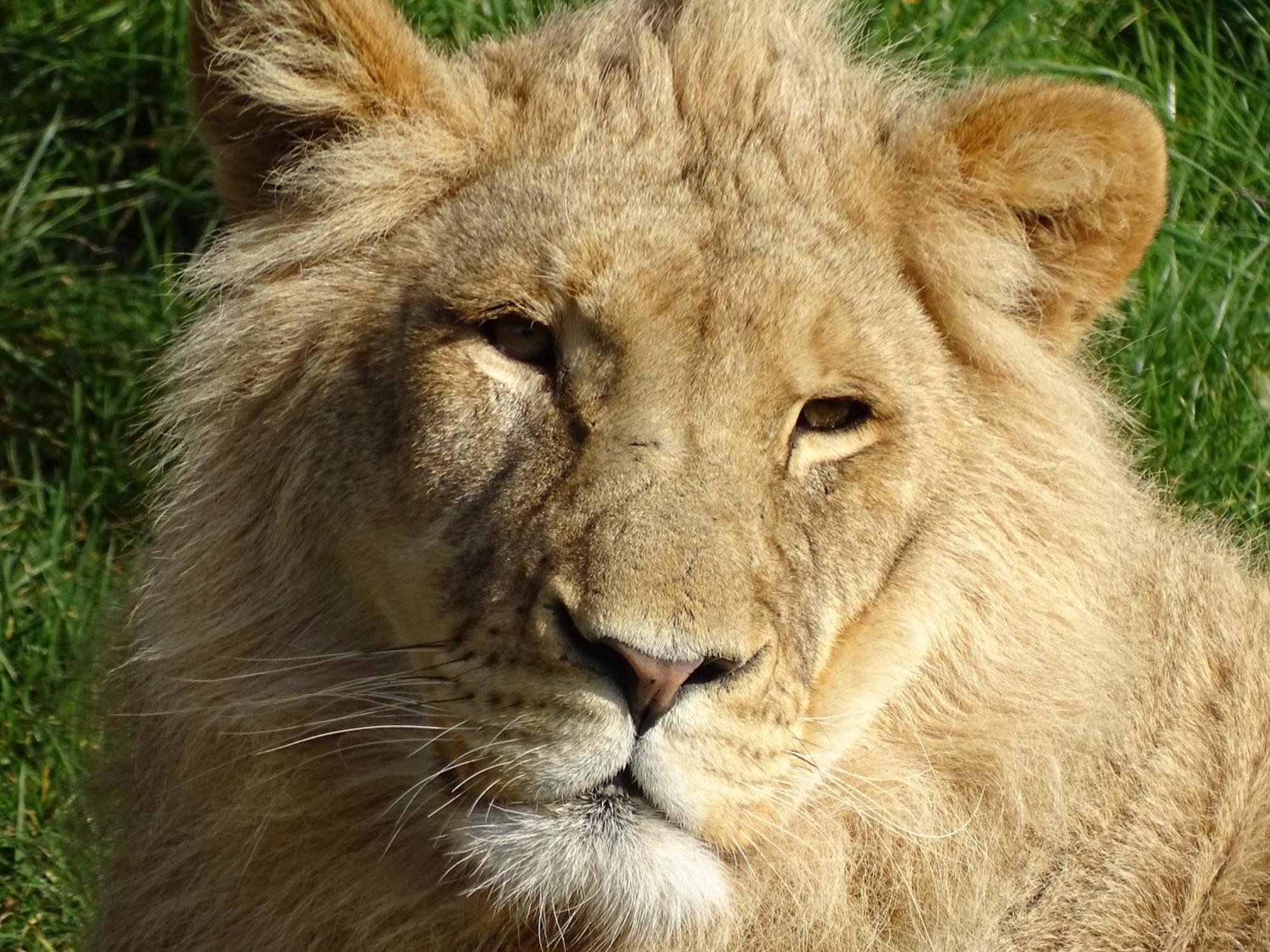 Trainefeuilles - Chambres D'Hotes Proche Zoo De Beauval Le Controis-en-Sologne Екстер'єр фото