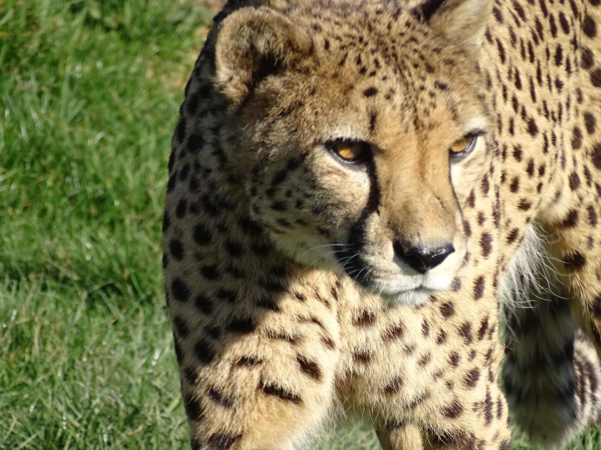 Trainefeuilles - Chambres D'Hotes Proche Zoo De Beauval Le Controis-en-Sologne Екстер'єр фото